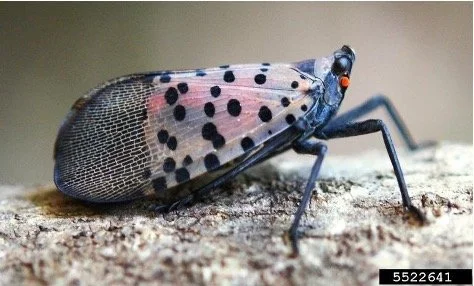 Russell Tree Experts — Spotted Lanternfly: They're Here!